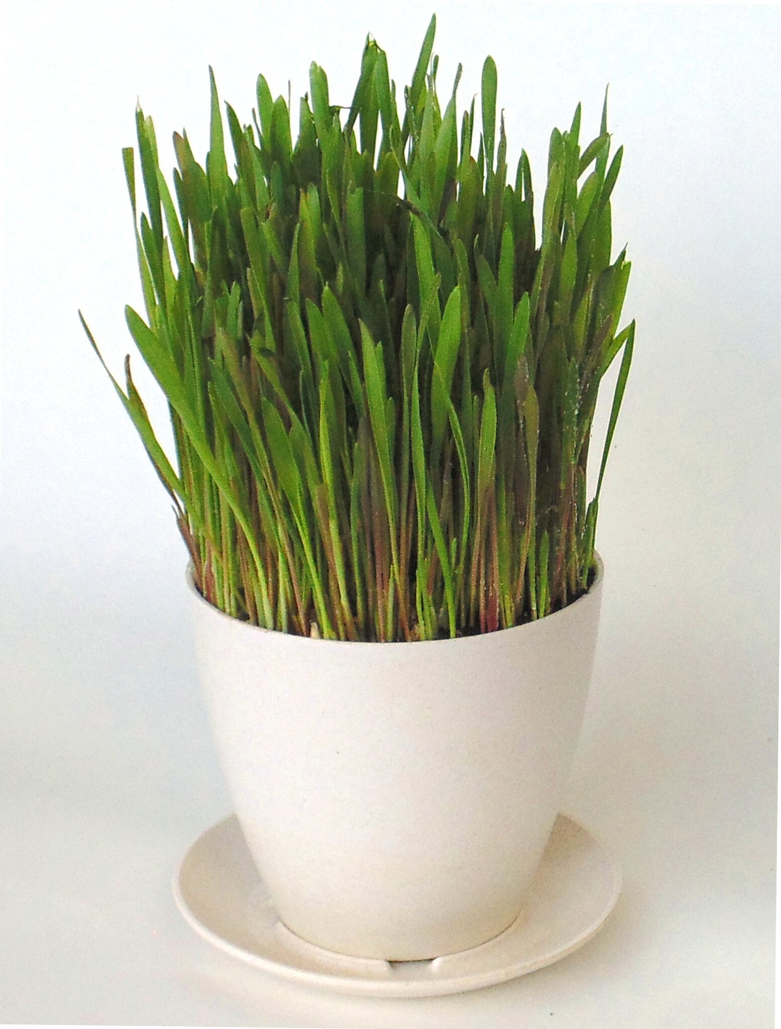 The Greenest Cat Grass Kit - 100% organic oats, rye, wheat and barley…