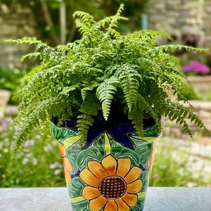 May include: A vibrant green fern plant potted in a ceramic planter. The planter features a deep blue background with hand-painted yellow sunflowers and green leaves. The pot has a glossy finish and a tapered shape with a wide rim at the top.