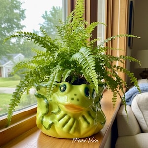 May include: A bright yellow ceramic planter shaped like a frog with dark green painted accents, large eyes, and a wide mouth. The planter holds a lush, vibrant green fern with delicate, feathery fronds that extend outward from the top of the frog.