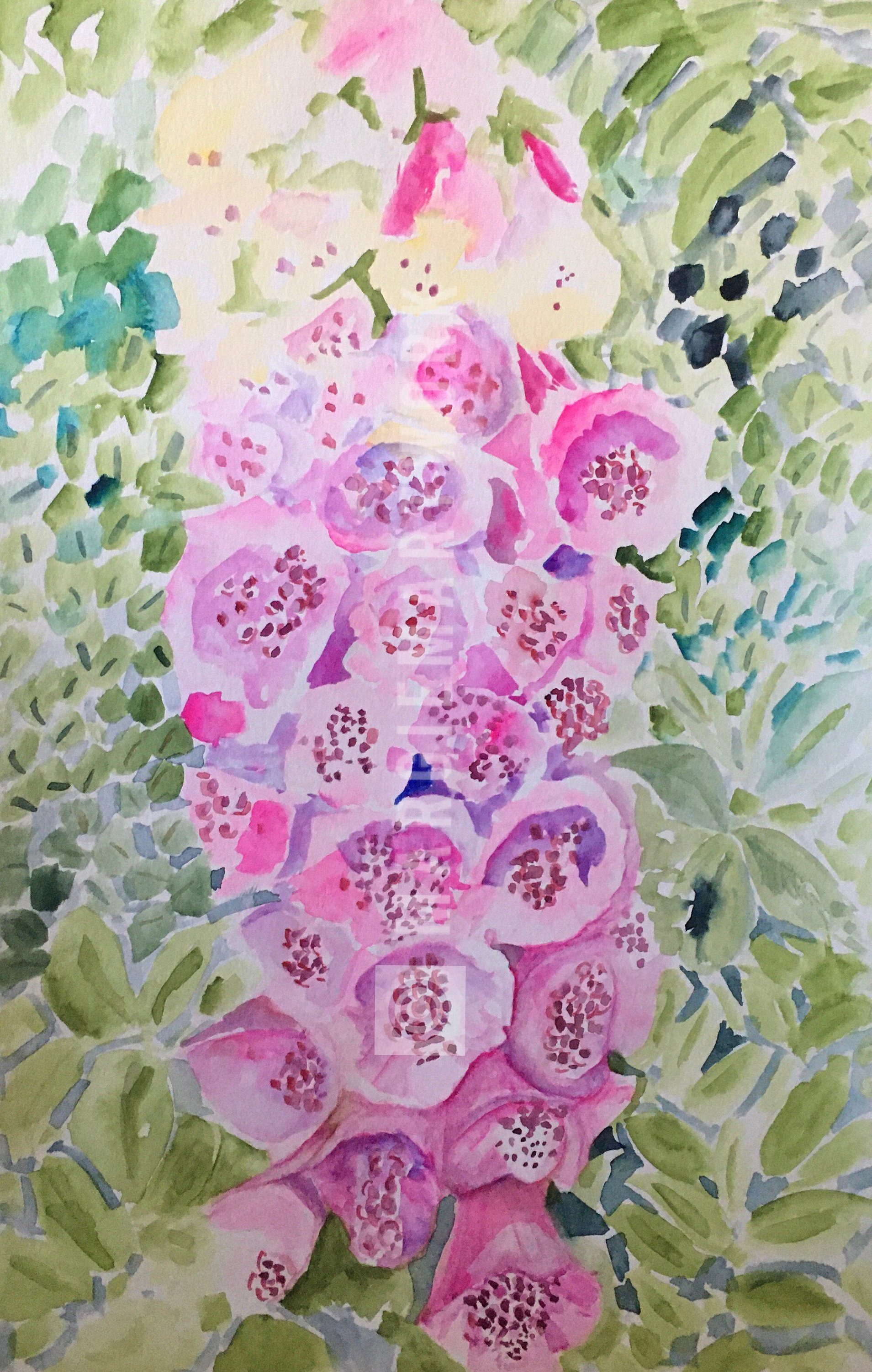 Flower Art , DIGITALIS 'SUGARPLUM'-FOXGLOVE ,perennial Giclee