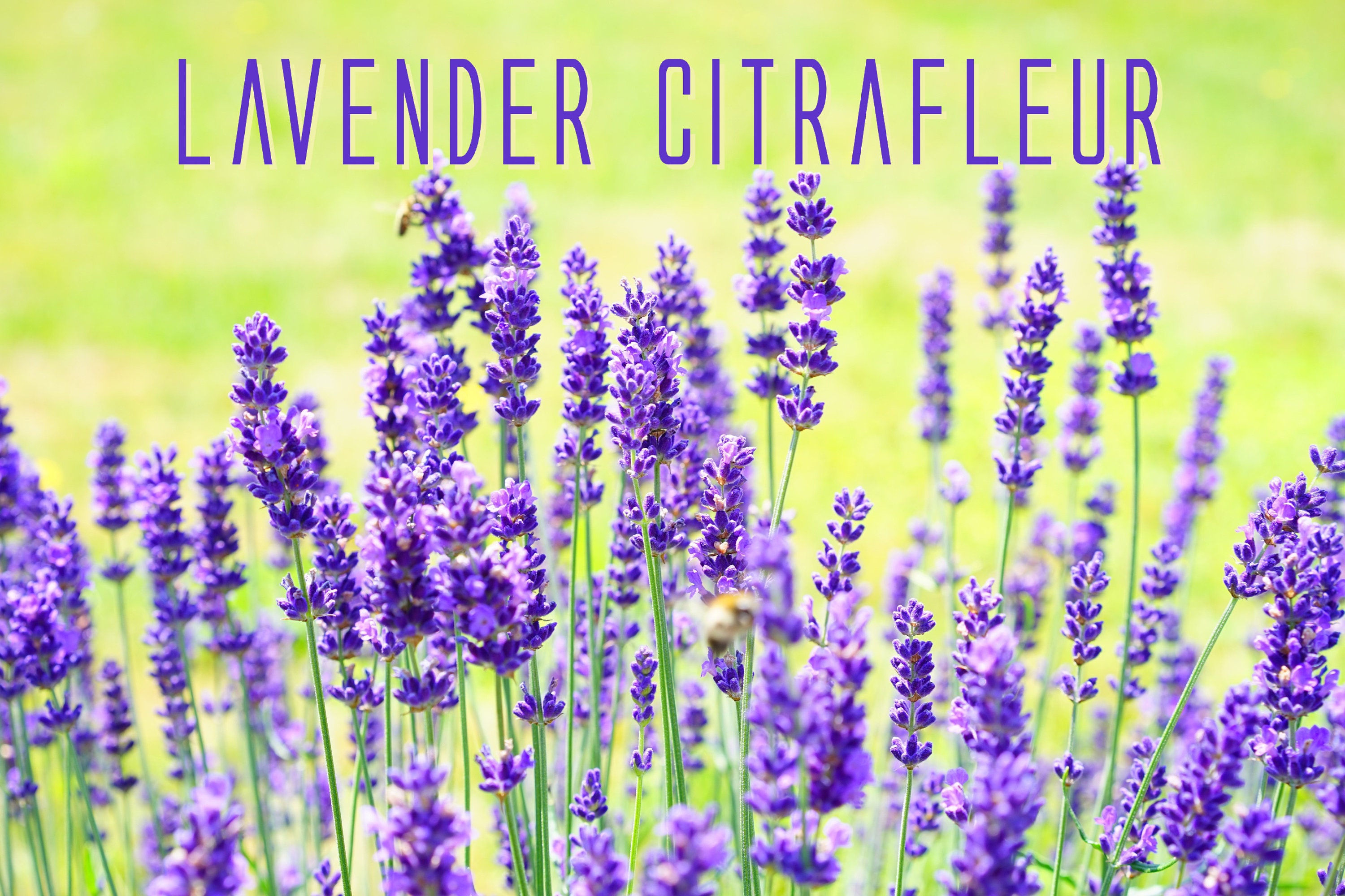 TOP Note Bases for Creating Your Own Fragrance and Perfume at Home FULL