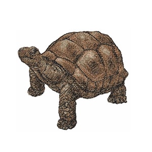 May include: A brown tortoise with a textured shell is walking on a white background.