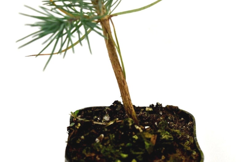 photo Eldarica Desert Pine eldarica pine tree live starter plant 4