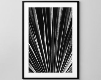 Palm leaves No.5573 / Botanical / Photography / Fine Art Print / Wall Decor
