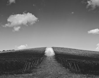 Vineyard / Tuscany - Italy / Street Photography / Fine Art Print / Wall Decor / Poster