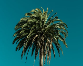 Palm tree / Botanical / Photography / Fine Art Print / Wall Decor / Poster
