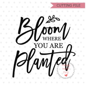 May include: Black and white text graphic that reads "Bloom where you are planted". The text is in a cursive font. A small floral design is above the word "Bloom". A small circle with the text "happy heart svg" is in the lower right corner.