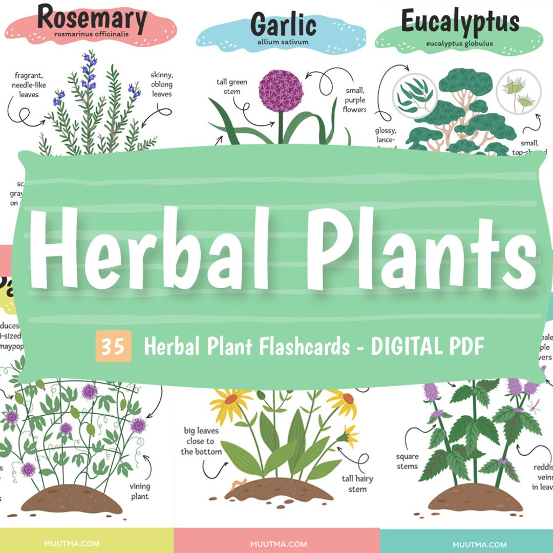 DIGITAL PDF Herbal Plant Flashcards 35 Printable Cards Etsy