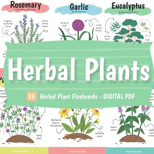 Kids Plant Identification Flashcards Printable Digital - Etsy