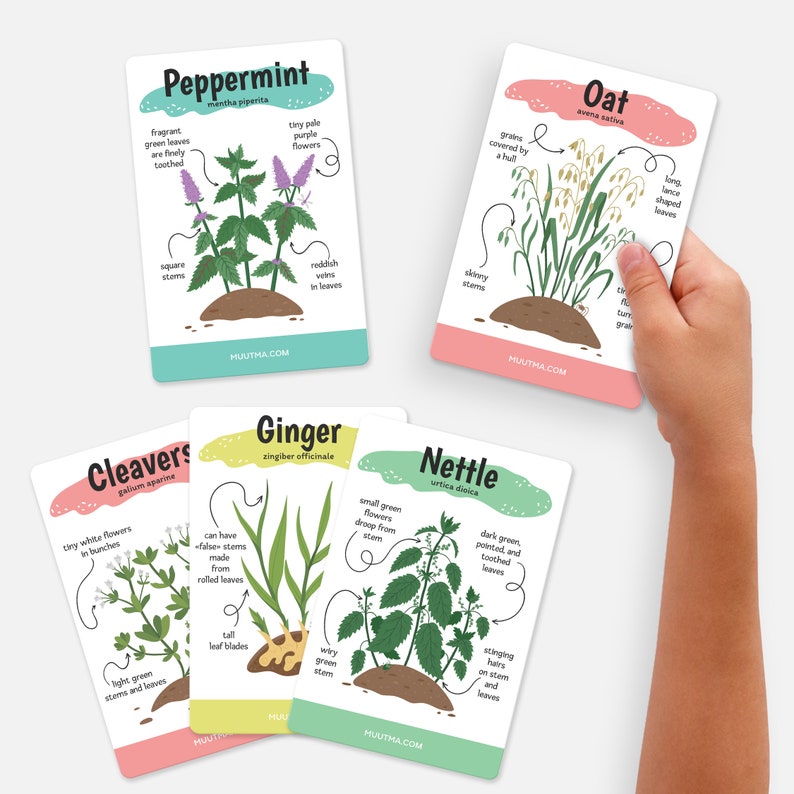 DIGITAL PDF Herbal Plant Flashcards 35 Printable Cards Etsy