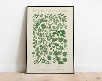 British Native Trees A3 Art Print - Botanical Illustration
