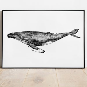 May include: Black and white line art illustration of a humpback whale swimming in the ocean. The whale is drawn in a realistic style with detailed markings.