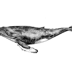 Whale Art Print Dotwork Humpback Whale Illustration image 6