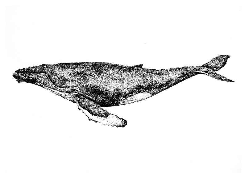 Whale Art Print Dotwork Humpback Whale Illustration image 6