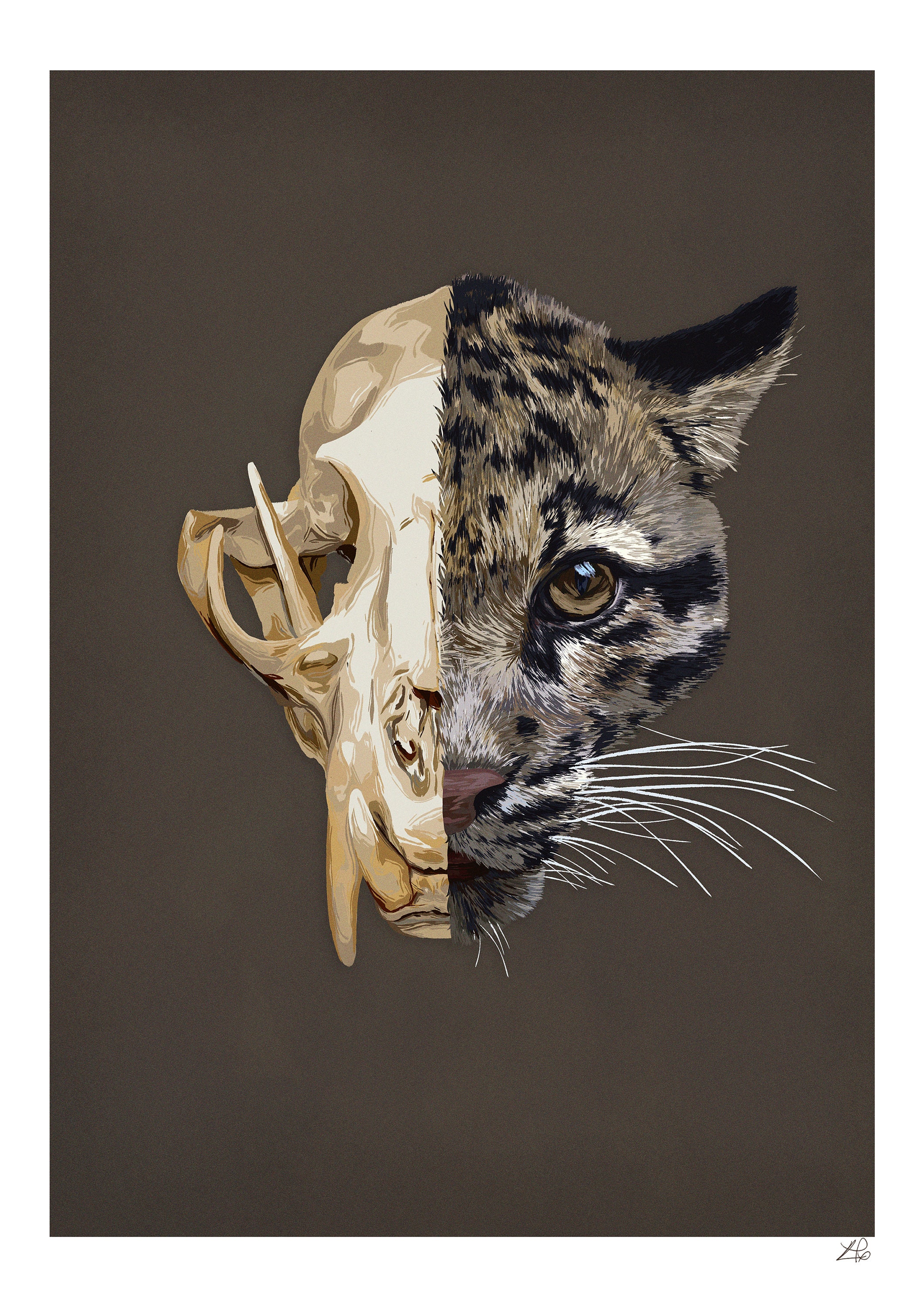 Clouded Leopard Skull Illustration Print - Etsy