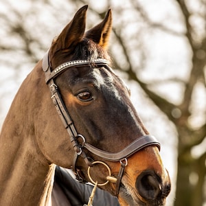 Equipride Anatomical Bridle Santa Fe with Anti-Slip Rubber Reins Black/Brown Brown