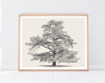 Rustic Cedar Tree Wall Art - Vintage Botanical Illustration for Farmhouse Decor - Printable PNG - Boho Prints