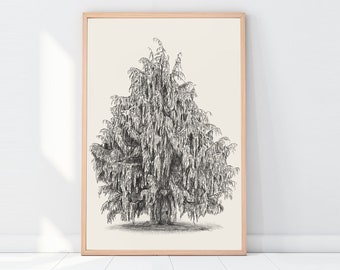 Cedar Tree, Vintage PNG Art, Printable Wall Art, Rustic Home Decor, Farmhouse Wall Art, Botanical Illustration, Boho Prints, Botanical Print