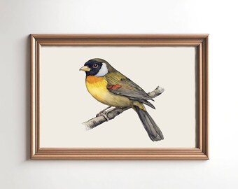 Silver-eared Mesia Bird Wall Art - Vintage bird print Watercolor painting - Rustic Wall Decor