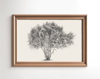 Birch Tree Digital Download - Art Neutral Birch Trees print - Art Print Birch Trees