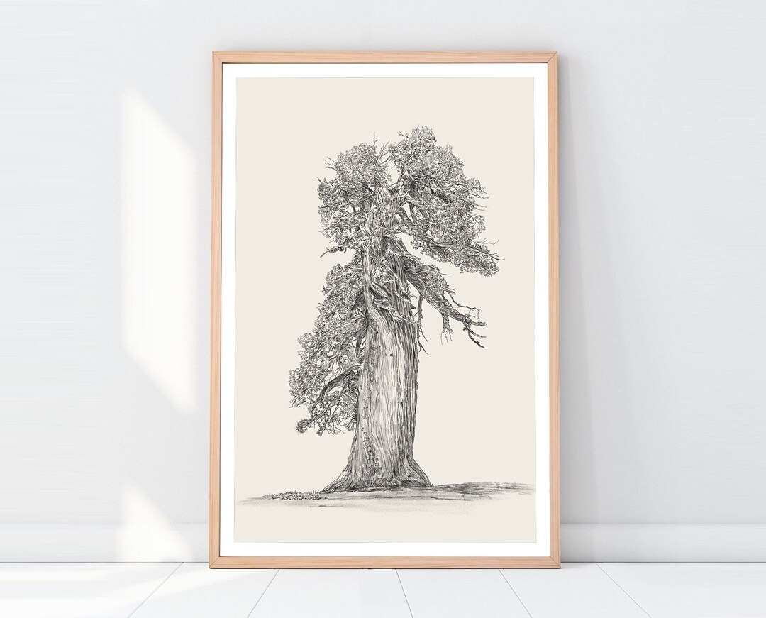 Pine Tree Wall Art, Pine Tree PNG, Rustic Digital Print, Vintage Sketch