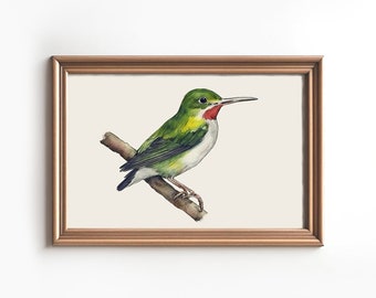 Jamaican Tody Bird Wall Art - Vintage bird print Watercolor painting - Rustic Wall Decor