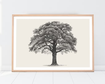 Oak Tree png Digital Download, Home Decor, oak illustration, botanical art, vintage oak, antique decor, Art4Download