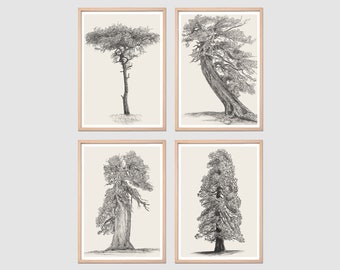 Set Of 4 Cedar Tree Wall Art | Pine Tree   PNG Rustic Art Print | Home Decor Minimalist Drawing