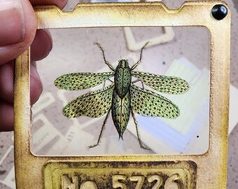 Specimen Entomology Display Craft Kit with Transparent Specimen Cards | Archive Record A5-KT-002