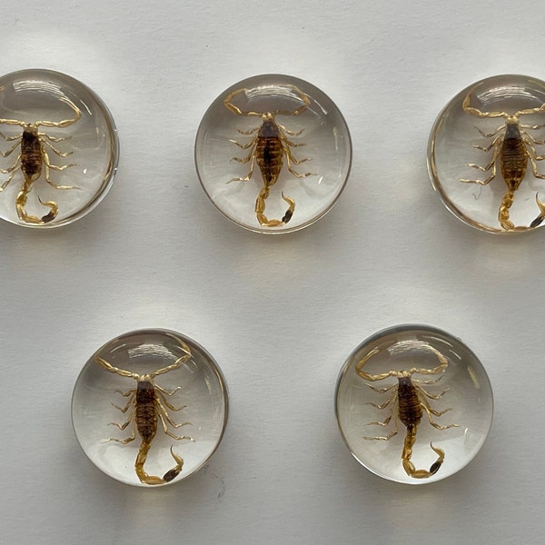 Real Scorpion - 5 Pcs -  Bugs, Taxidermy Jewelry Making, Weird Gifts, Scorpions in Resin