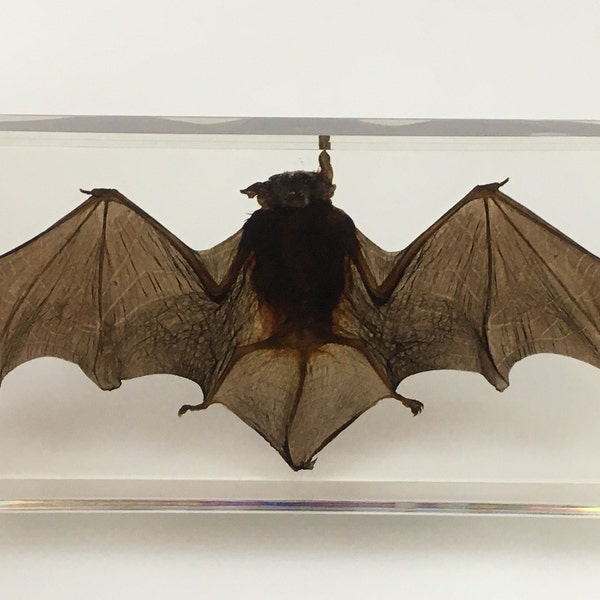 Bat in Resin - Real Insect Taxidermy Specimen Scorpion Odd Gifts