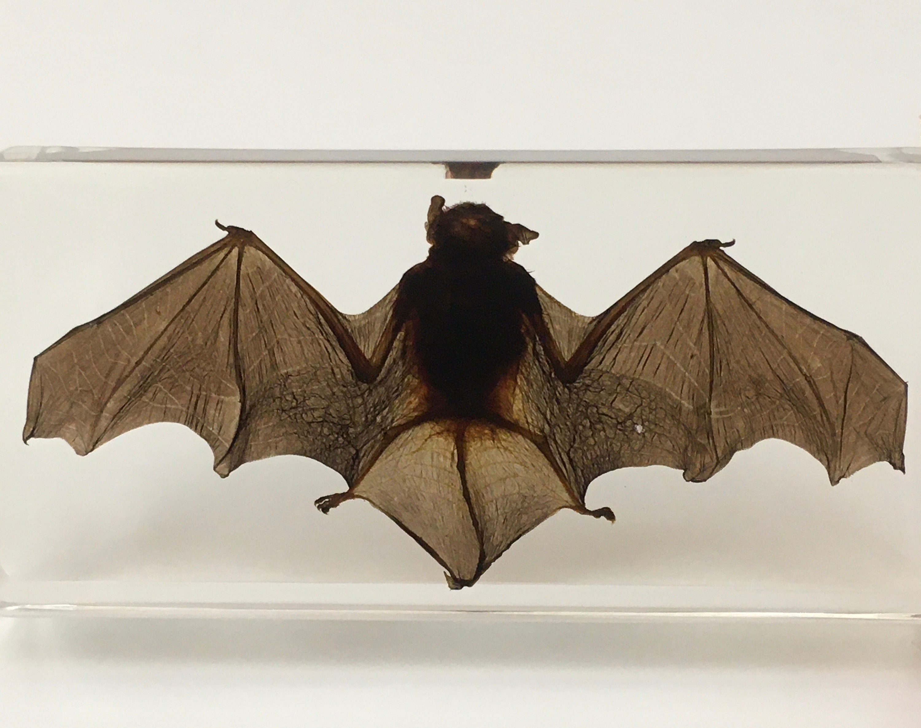 Insect bats sale for sale