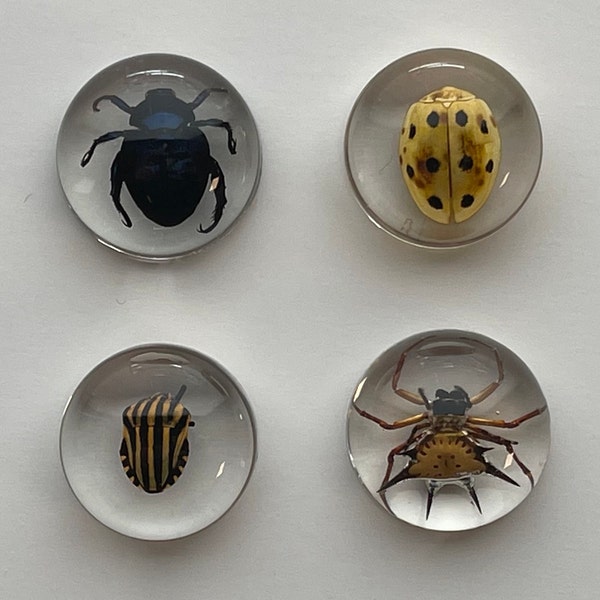 Real Insects in Resin - 4 Pcs - Orbweaver Spider, Beetle, and Mystery Insects - Bugs, Insect, Taxidermy, Weird Gifts