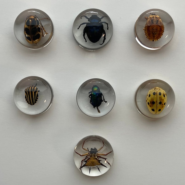 Real Insects - Taxidermy Spiders, Beetles, Bugs, Weird Gifts, Jewelry Making Pendants