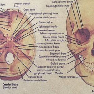 Vintage Human Skeleton Poster Anatomy Skeletal System Skeletons Print ...