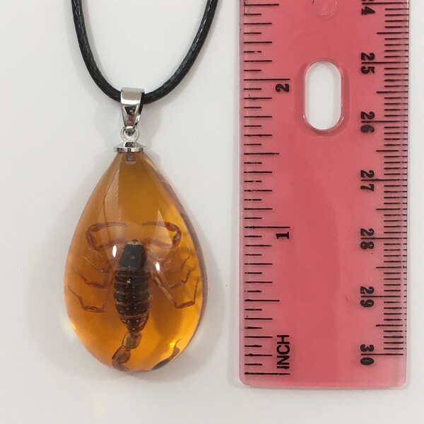 Real Scorpion Necklace in Resin