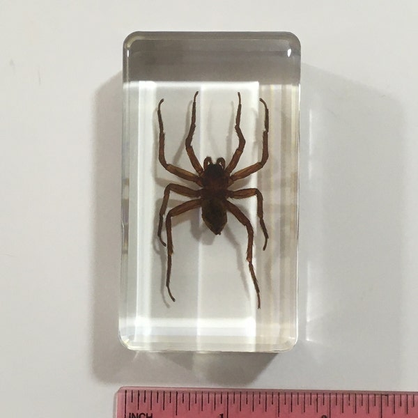 Ghost Spider in Resin - Real Insect Taxidermy Odd Gifts