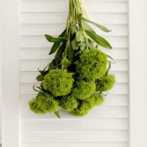 Fresh Green Trick Dianthus Flowers 10 stems free shipping DIY Wedding Showers Event Holidays image 1