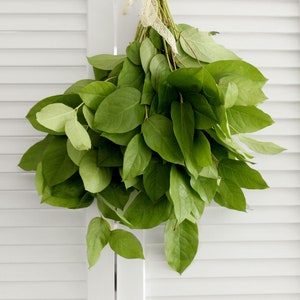 Fresh Lemon Leaf Salal (free shipping) - DIY Wedding  | Showers  | Event  | Holidays