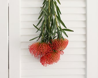 Fresh Orange Pin Cushion Protea (Leucospermum) Flower – 3 Stems for Wedding bouquet, Home Décor