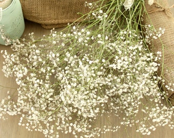 Fresh Baby’s Breath Gypsophila - 5-7 stems (free shipping)