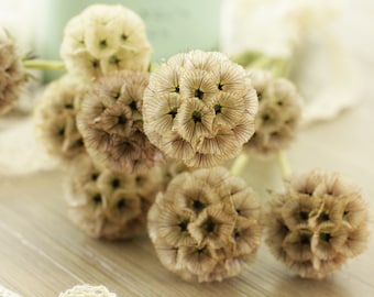 Scabiosa Pods - 10 stems (free shipping) - DIY Wedding  | Showers  | Event  | Holidays