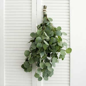 Fresh Silver Dollar Eucalyptus Bunch 5-7 stems DIY Wedding Showers Event Holidays Garland Greenery Table Runner image 1