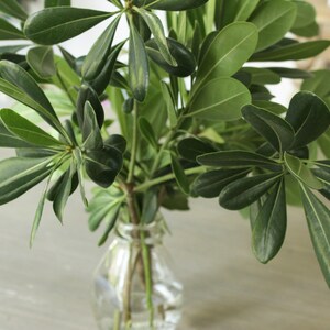 Fresh Green Pittosporum 5-6 stems (free shipping) DIY Wedding | Home Decor | Flower Arrangement