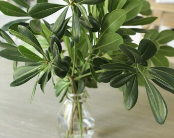 Fresh Green Pittosporum 5-6 stems (free shipping) DIY Wedding | Home Decor | Flower Arrangement