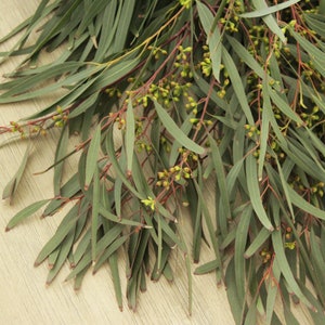 Fresh Eucalyptus (Willow) Bunch  5-7 stems (free shipping) Wedding Bouquet Farmhouse Home Decor