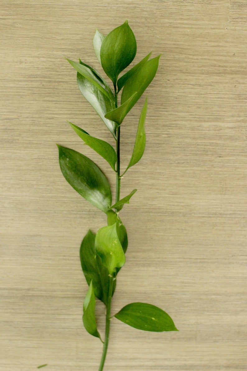 Fresh Cut Israeli Ruscus 10 stems free shipping DIY Wedding Showers Event Holidays image 5