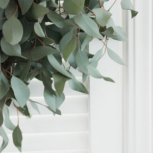 Fresh Silver Dollar Eucalyptus Bunch 5-7 stems DIY Wedding Showers Event Holidays Garland Greenery Table Runner image 6