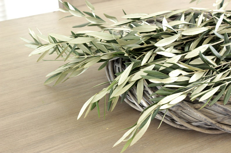 Fresh Olive Branch 810 Stems DIY Wedding Showers Event Etsy