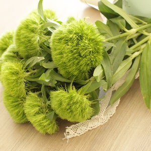 Fresh Green Trick Dianthus Flowers 10 stems free shipping DIY Wedding Showers Event Holidays image 4